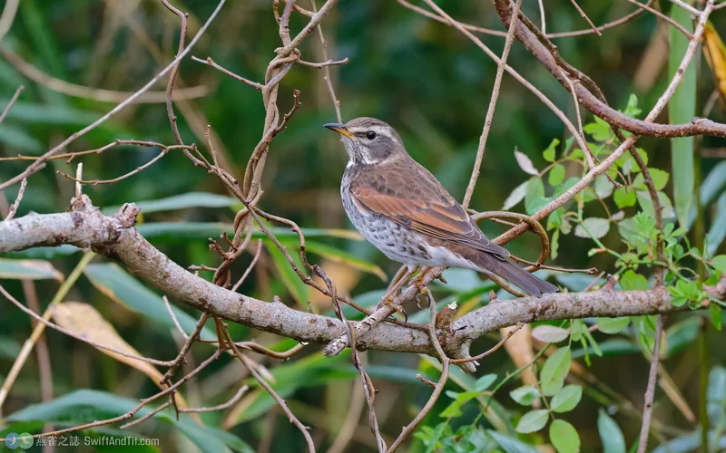 斑點鶇 Dusky Thrush