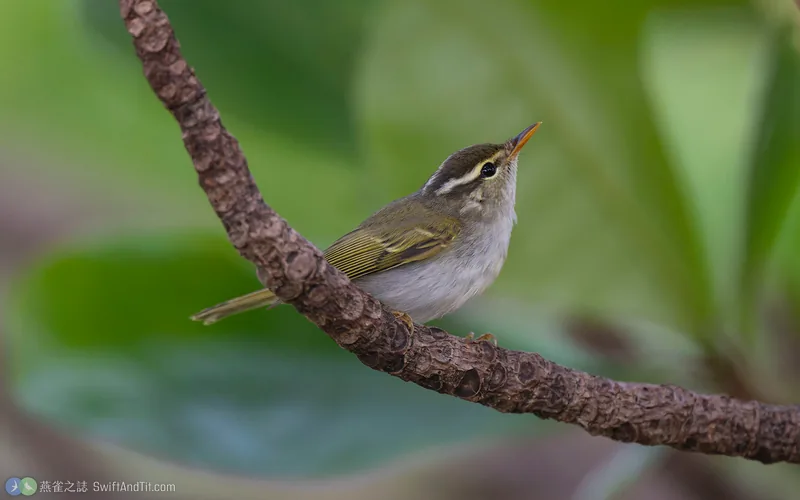 冠羽柳鶯 Eastern Crowned Warbler