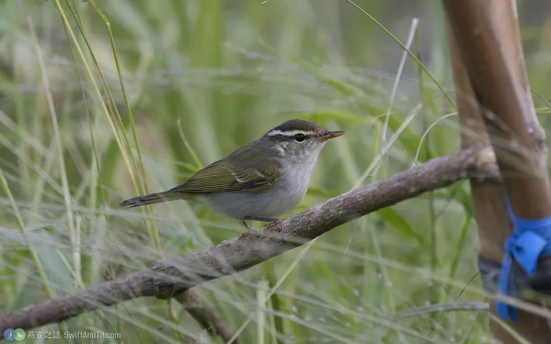 冠羽柳鶯 Eastern Crowned Warbler