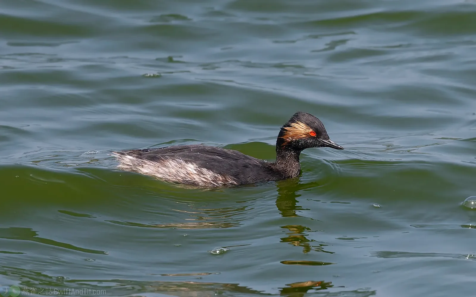 黑頸鸊鷉 Eared Grebe