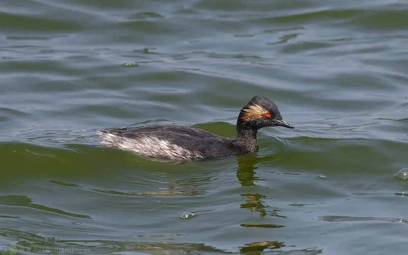 黑頸鸊鷉 Eared Grebe