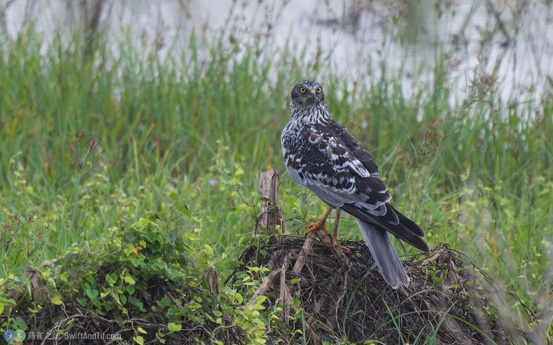 東方澤鵟 Eastern Marsh Harrier 雄鳥