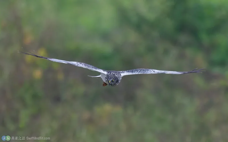 東方澤鵟 Eastern Marsh Harrier 雄鳥 飛行