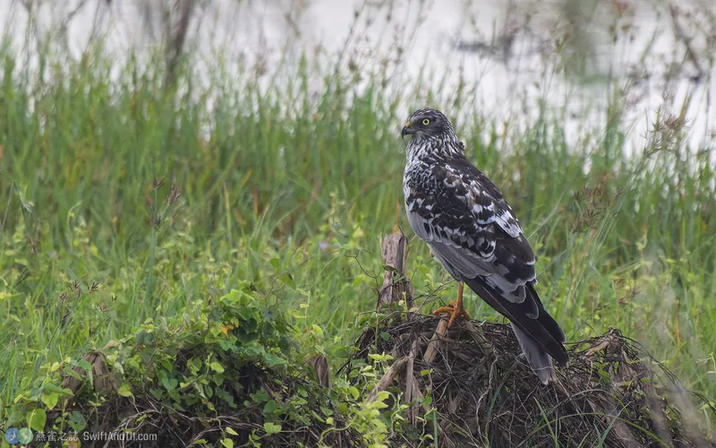 東方澤鵟 Eastern Marsh Harrier 雄鳥
