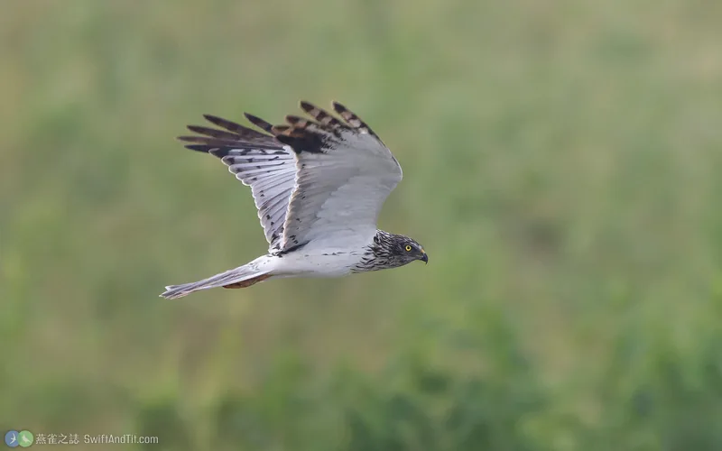 東方澤鵟 Eastern Marsh Harrier 雄鳥 飛行