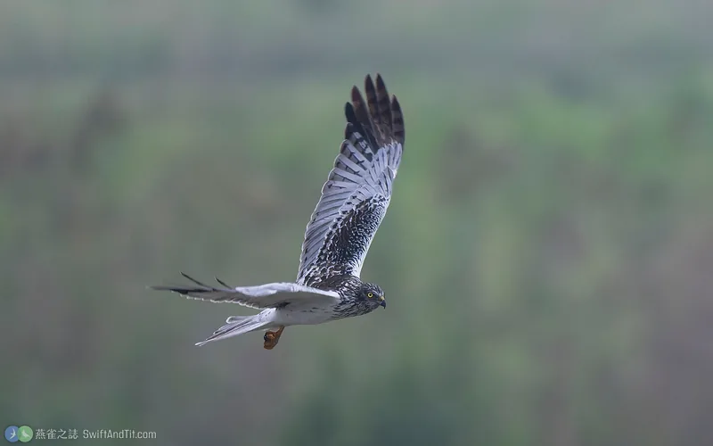 東方澤鵟 Eastern Marsh Harrier 雄鳥 飛行