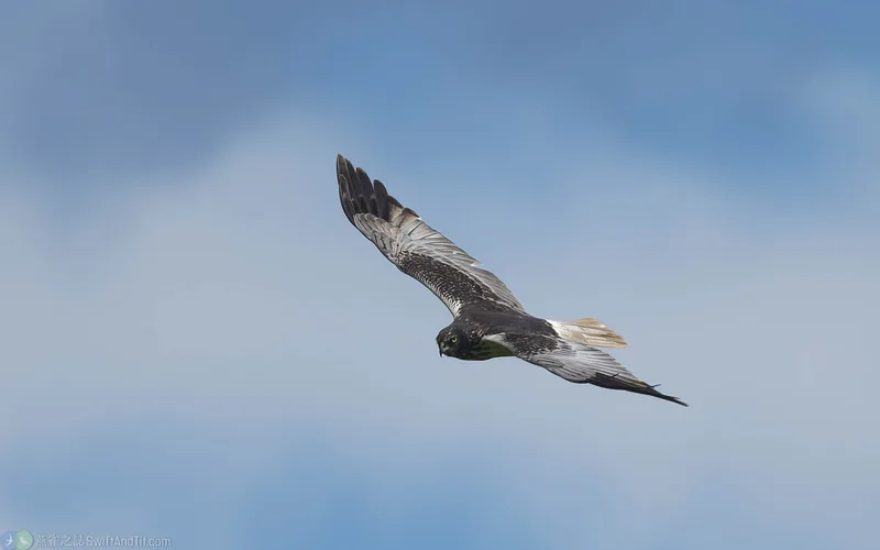 東方澤鵟 Eastern Marsh Harrier