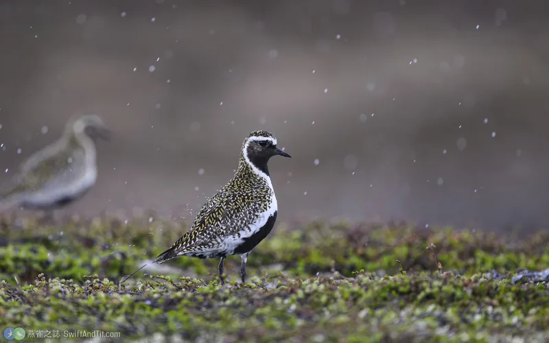 歐洲金斑鴴 European Golden-Plover