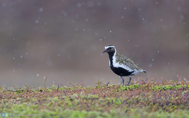 歐洲金斑鴴 European Golden-Plover 繁殖羽
