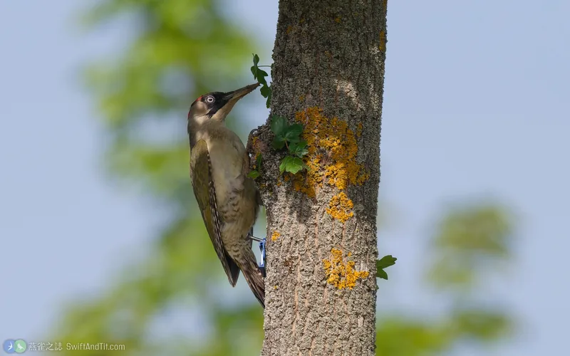 歐洲綠啄木鳥 Eurasian Green Woodpecker