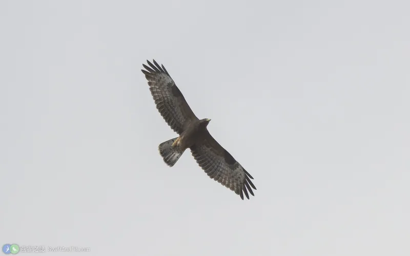 西方蜂鷹 European Honey-buzzard