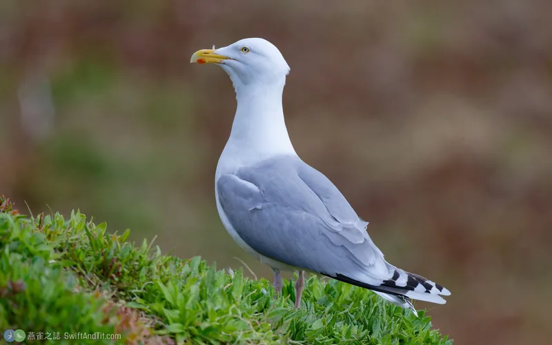 European Herring Gull European Herring Gull
