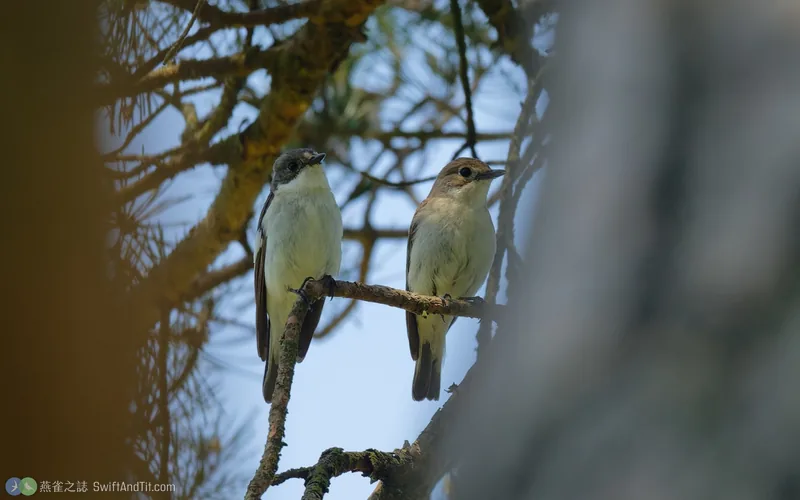 斑姬鶲 European Pied Flycatcher