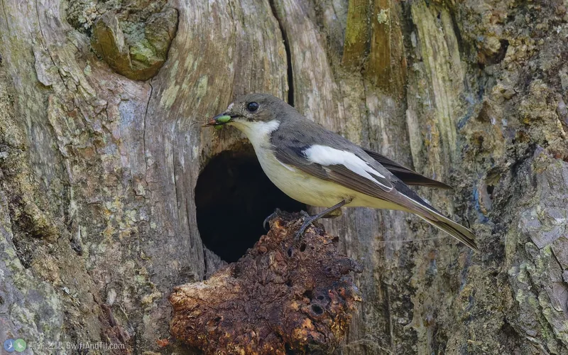 斑姬鶲 European Pied Flycatcher