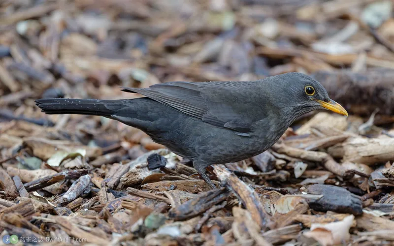 烏鶇 Eurasian Blackbird