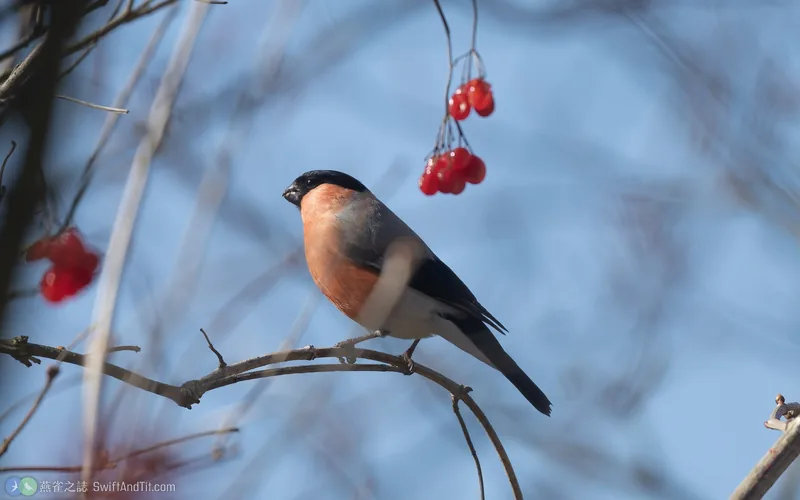歐亞鷽 Eurasian Bullfinch