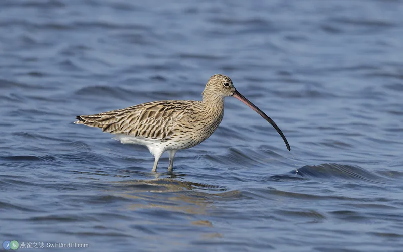 大杓鷸 Eurasian Curlew