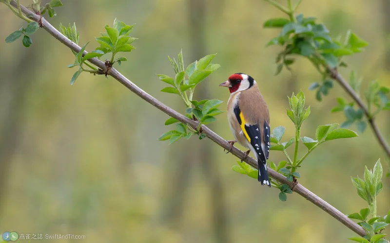 金絲雀 European Goldfinch
