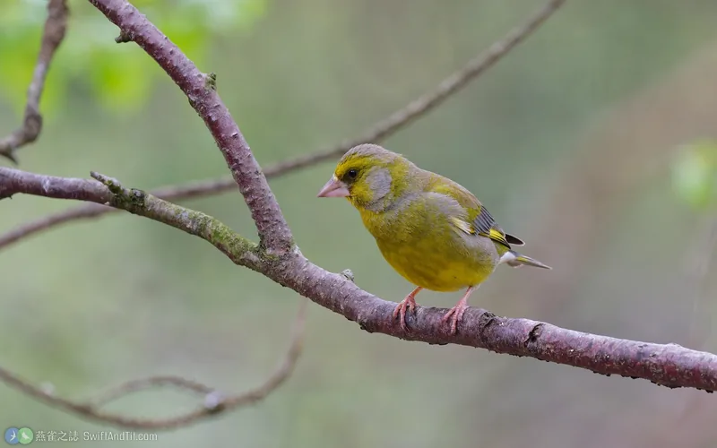 歐金翅雀 European Greenfinch