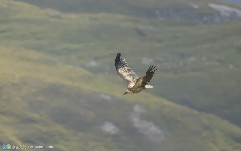 兀鷲 Eurasian Griffon