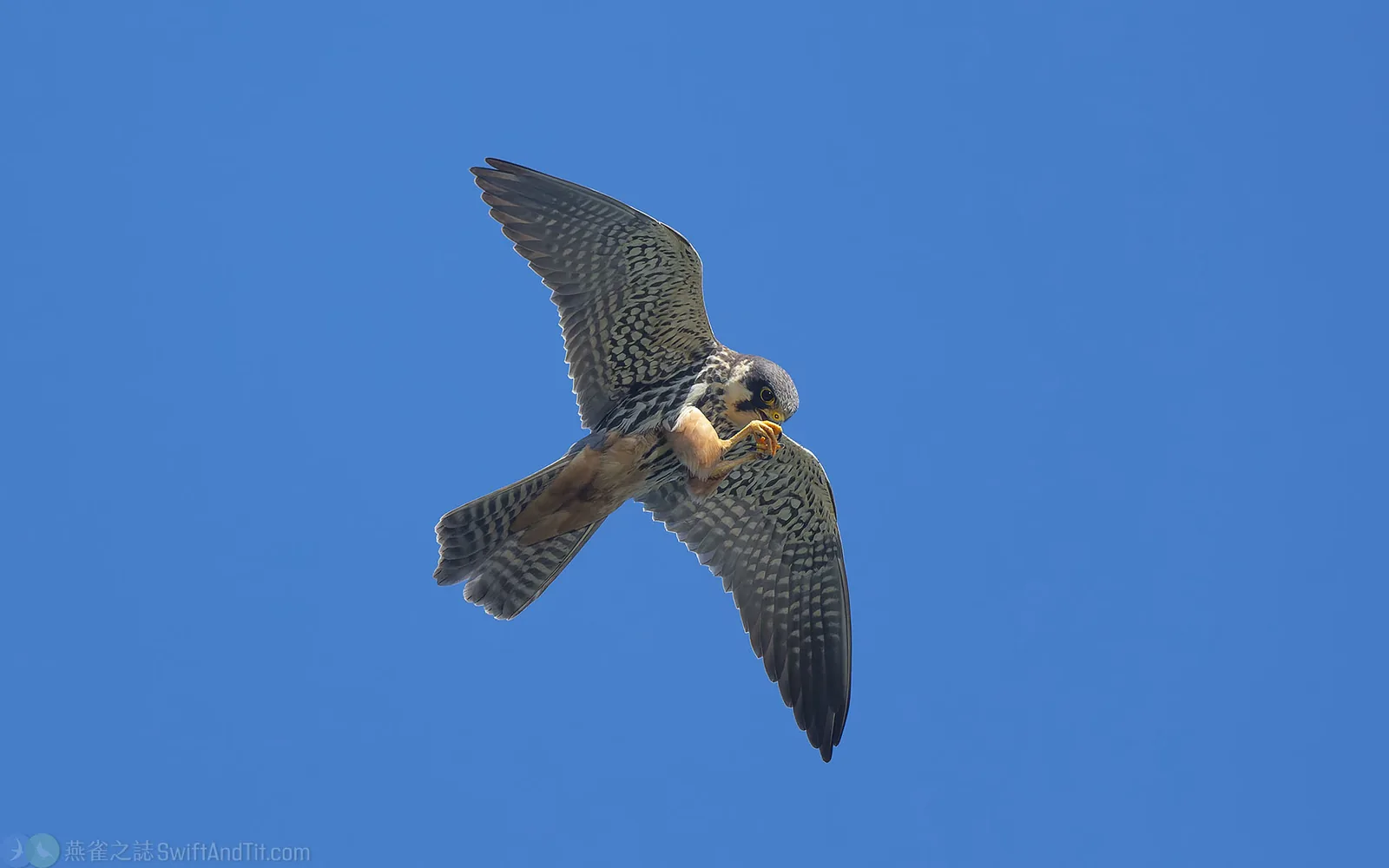 燕隼 Eurasian Hobby