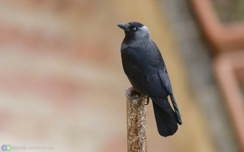 寒鴉 Eurasian Jackdaw