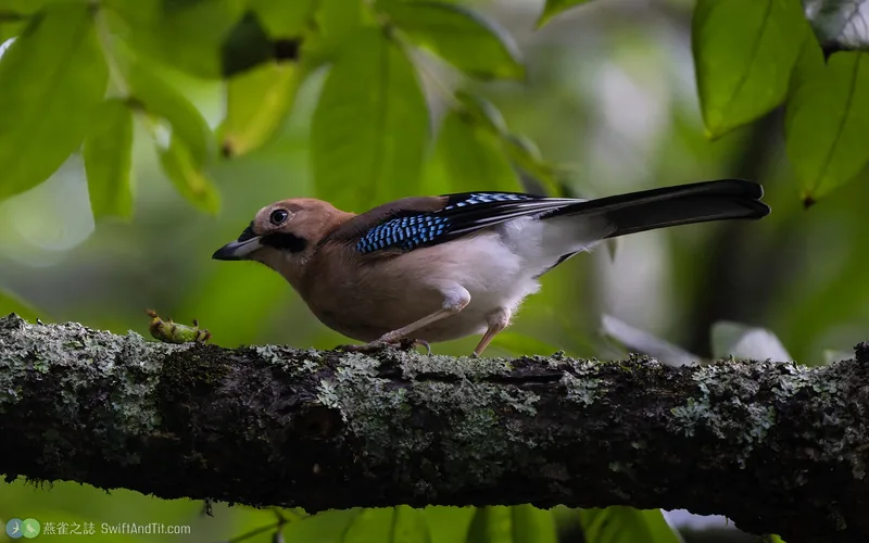 松鴉 Eurasian Jay