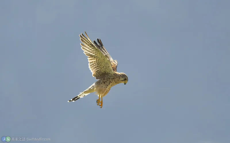 紅隼 Eurasian Kestrel 飛行