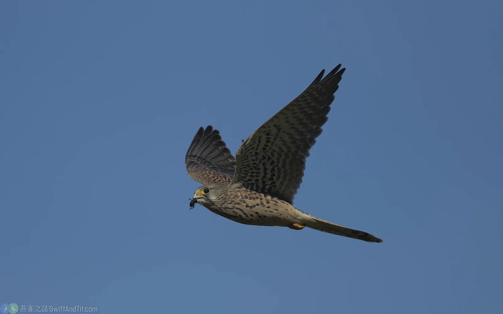 紅隼 Eurasian Kestrel