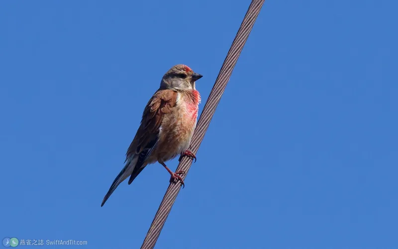 赤胸朱頂雀 Eurasian Linnet