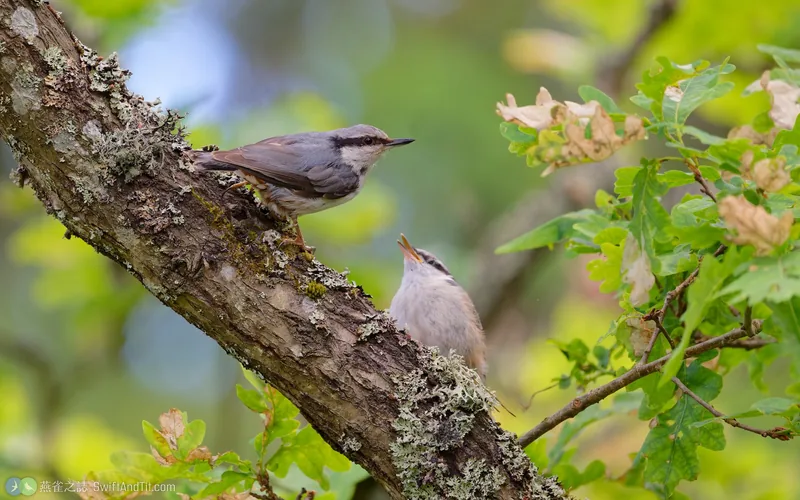茶腹鳾 Eurasian Nuthatch
