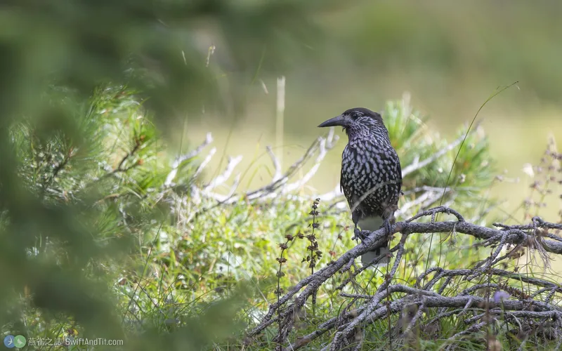 Northern Nutcracker Northern Nutcracker