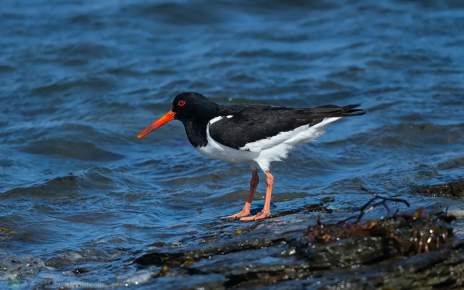 蠣鴴 Eurasian Oystercatcher