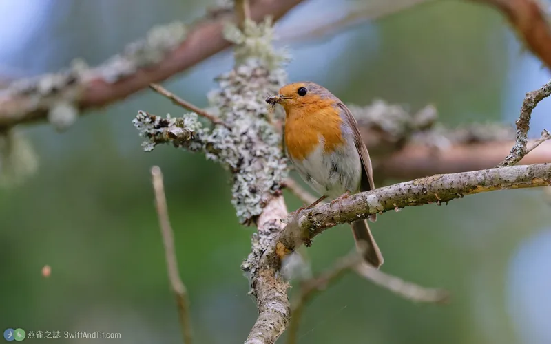 歐亞鴝 European Robin