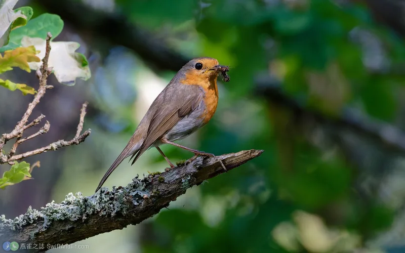 歐亞鴝 European Robin