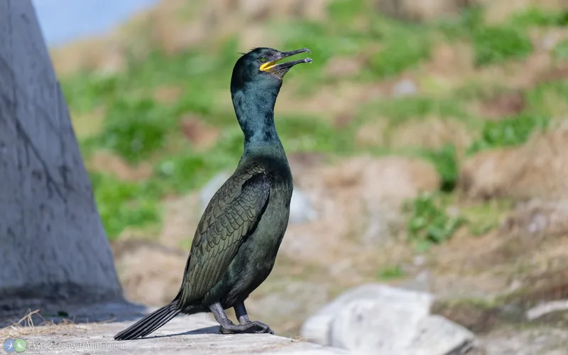 European Shag European Shag