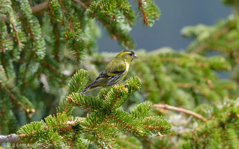 黃雀 Eurasian Siskin