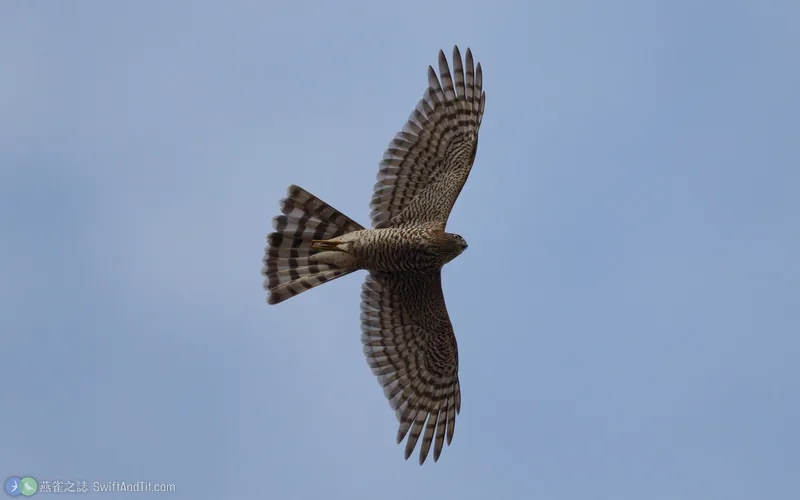 北雀鷹 Eurasian Sparrowhawk 飛行