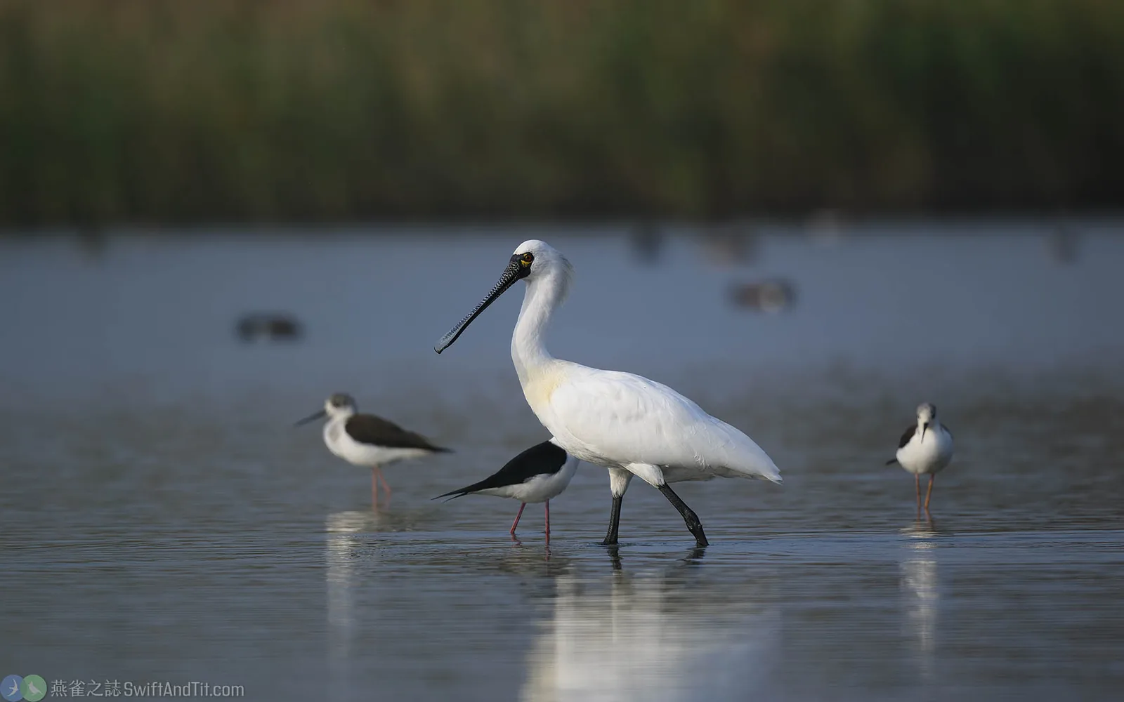 白琵鷺 Eurasian Spoonbill