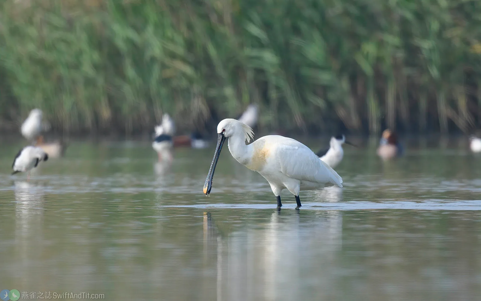 白琵鷺 Eurasian Spoonbill