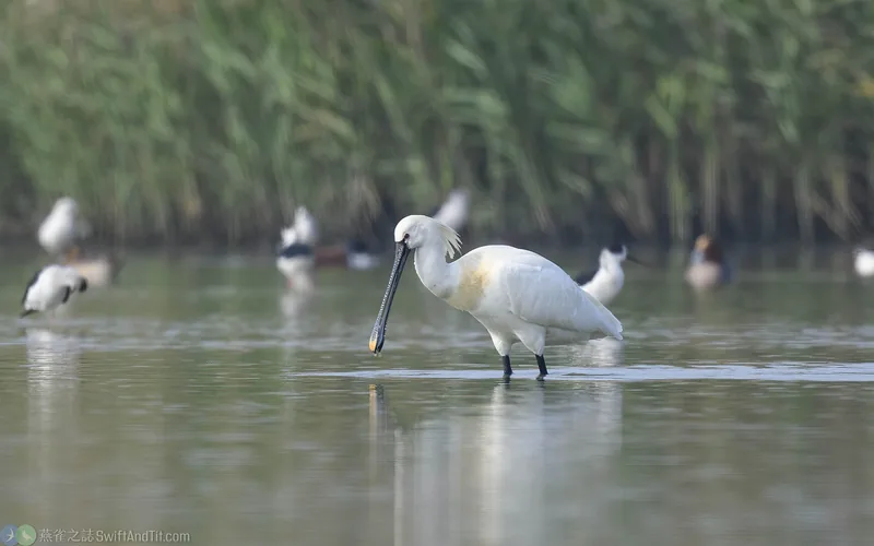 白琵鷺 Eurasian Spoonbill