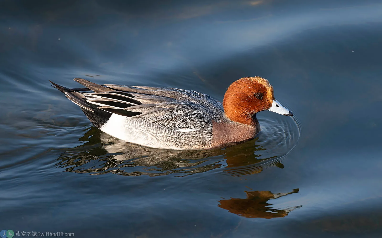 赤頸鴨 Eurasian Wigeon
