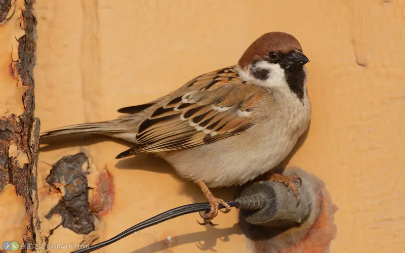 麻雀 Eurasian Tree Sparrow