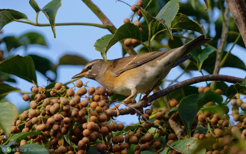 白眉鶇 Eyebrowed Thrush