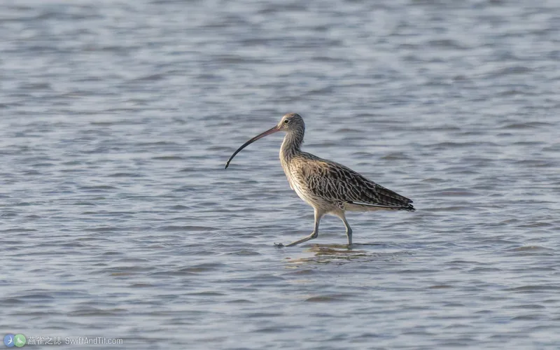 黦鷸 Far Eastern Curlew