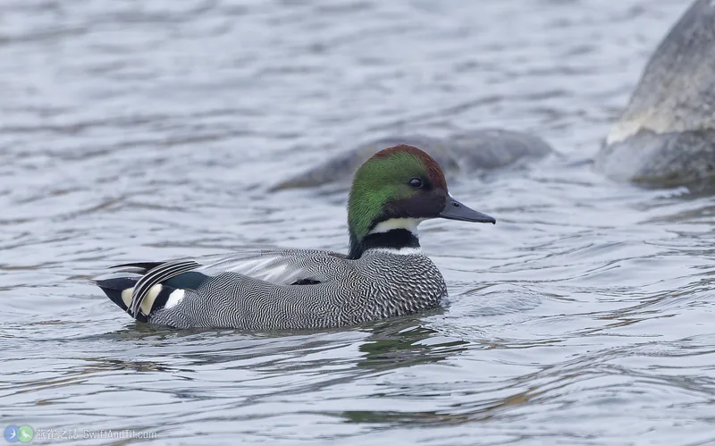 羅文鴨 Falcated Duck