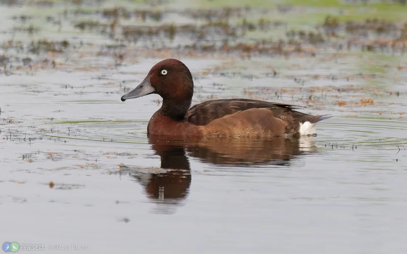白眼潛鴨 Ferruginous Duck