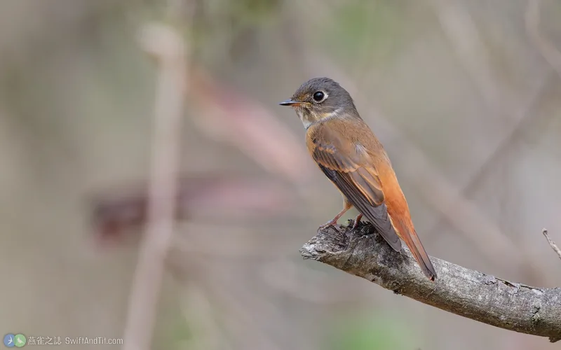 紅尾鶲 Ferruginous Flycatcher