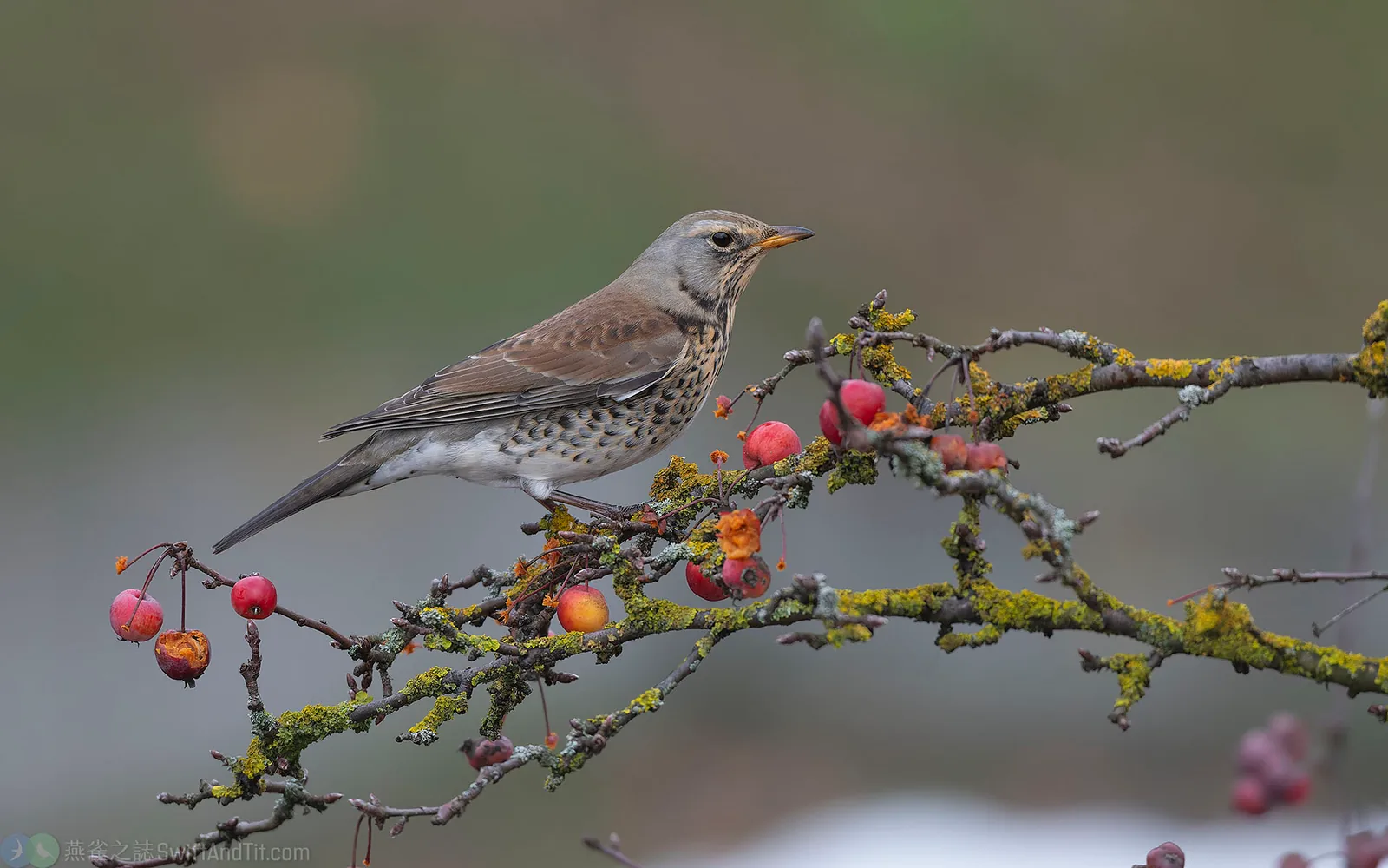 田鶇 Fieldfare