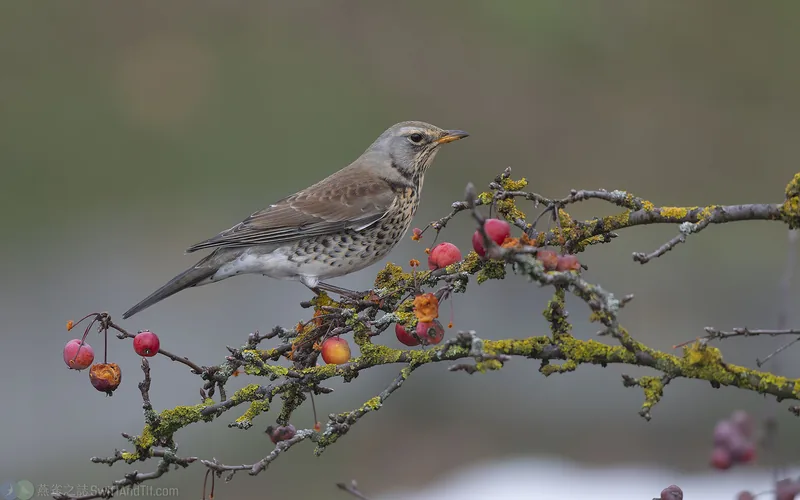 Fieldfare Fieldfare